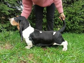 Basset hound