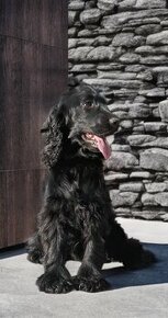 Obrázek k inzerátu: Anglický kokršpaněl, kokeršpaniel, cocker spaniel