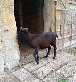 Kamerunský beránek-výměna