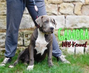 Štěňata American Bully Xl - XXL Bloodline DDK9 The Hulk