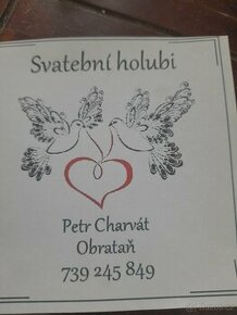 Svatební holubi