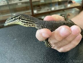 Varanus panoptes horni