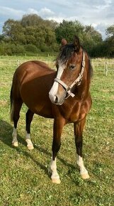 Prodám kobylku Welsh Pony of Cob type