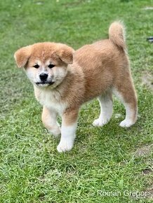 Akita inu s PP - IHNED K ODBĚRU