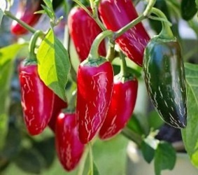 Chilli paprička - Jalapeno (semena)