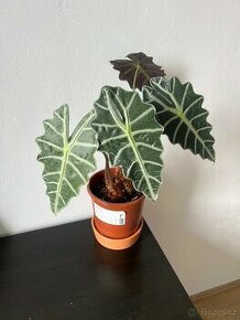 Alocasia Amazonica Polly (Alokásie, Alokázie)