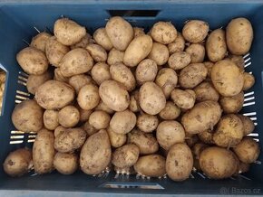 Rané brambory - 1