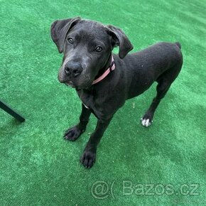 Fenka Cane Corso