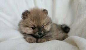 Pomeranian,mini Boo