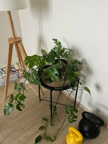 Krásná malá MONSTERA i s květináčem. - 1