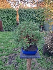 Bonsai Borovice