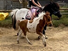 Shetland pony standard s PP vyjmecně krásný a hodný