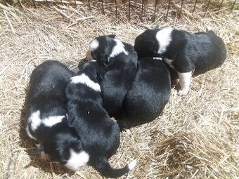 Štěňata Border kolie bez PP