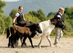 Shetlandský pony - letošní hřebečci standard - 1