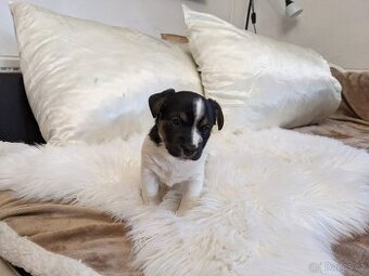 Štěňata Jack Russel Teriér