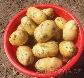 Nové brambory