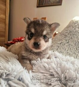 Alaskan Klee kai (mini  husky) s PP - 1