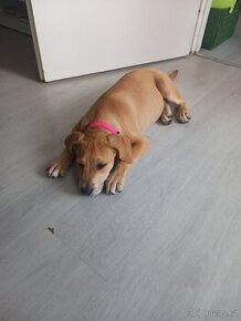 Stafordšírský křížení s labradorem