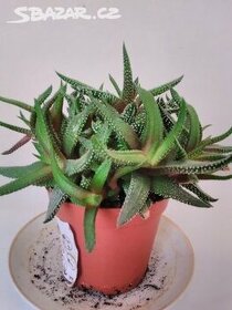 Pokojová rostlinka(sukulent) - Haworthia