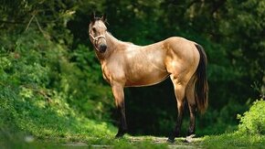 American Quarter Horse buckskin klisna, nominace na Futurity