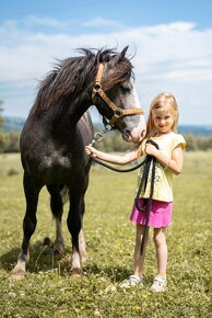 Prodám Pony valachy