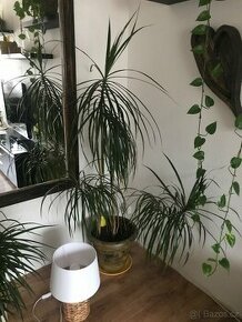 Velká Dracena - 1