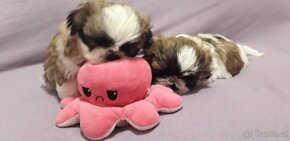 Shih-tzu, sicu, shi-tzu - 1