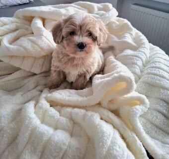 Maltipoo