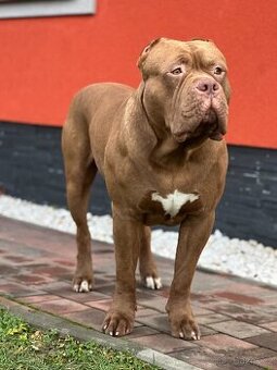 American Bully XL s PP