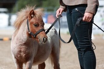 Shetland pony klisnička s PP - 1