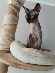 Sphynx bez PP