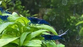 Neocaridina Davidi var. Blue Dream NOVINKA-zasíláme