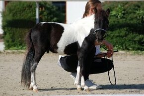 Minihorse na predaj - Showmer Quido - 1