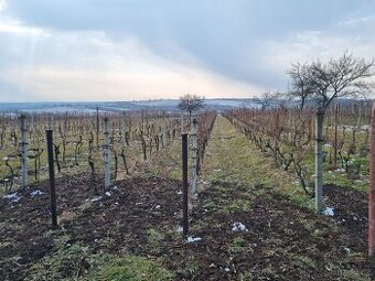 Prodej vinice a sadu Mutěnice vinohrad