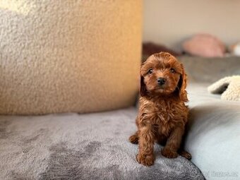 Cavapoo