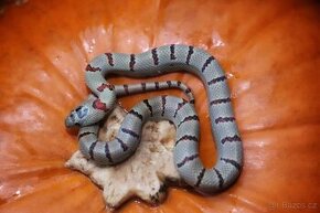 Korálovka mexická - Lampropeltis mexicana