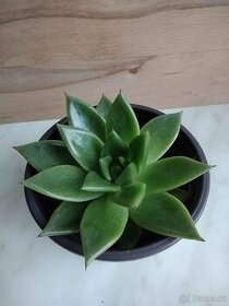 Echeveria agavoides Ebony - 1