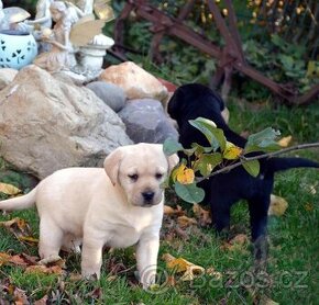 Labrador štěňata s PP, tři fenečky - 1