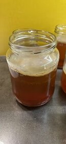 Kombucha