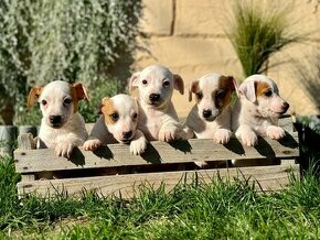 Jack Russell teriér štěňátka