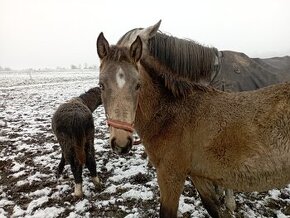 Lusitano