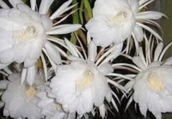 epiphyllum pumila, - 1