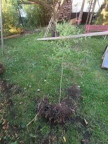 Bambusy Phyllostachys bissetii 2odd., mrazuvzdorné, Praha 9