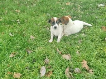 Jack Russell teriér