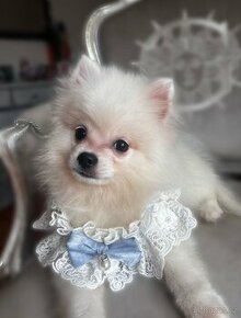 Pomeranian mini