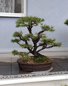 Borovice lesní (Pinus sylvestris) bonsai - 1