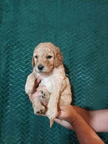 Goldendoodle Labradoodle