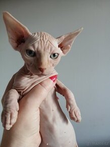 Sphynx - 1