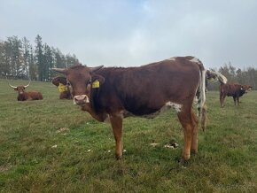 Prodám čistokrevné jalovičky texas longhorn. - 1