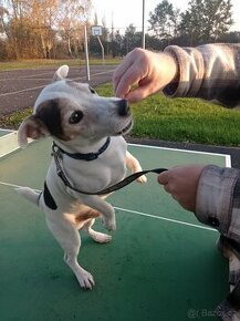 Jack Russell teriér JRT KRYTÍ